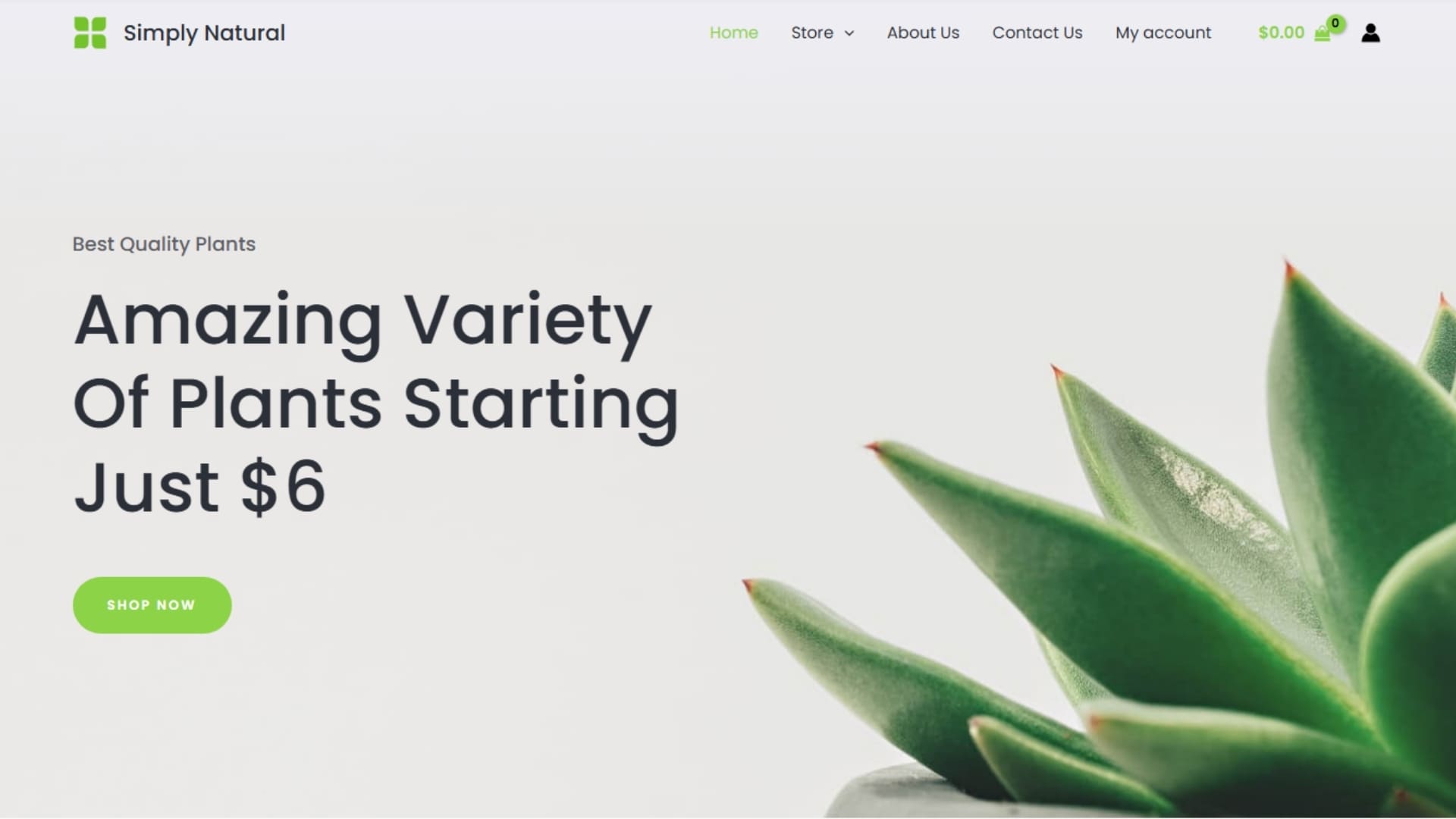 Succulent plant with green leaves displayed on a minimalist background, representing a diverse selection of plants available for purchase on the website.